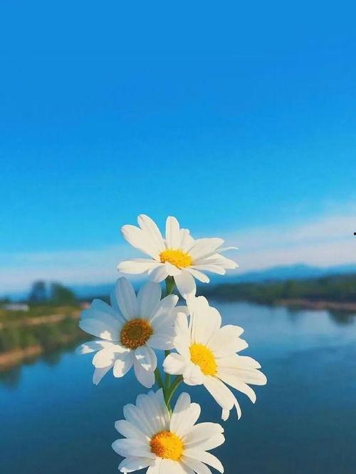 早安最新爆料视频